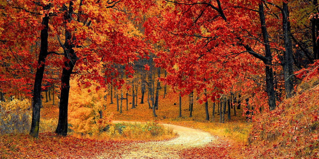 Otoño: La Estación romántica que nos Invita a reconectar con la naturaleza